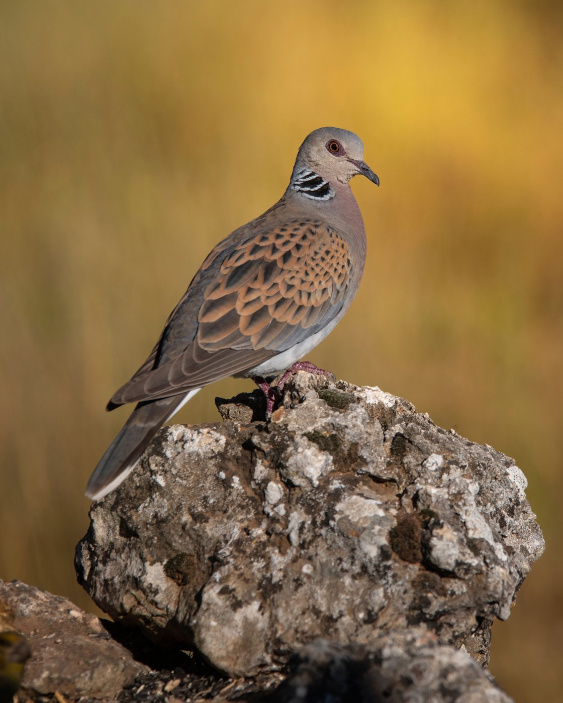 European turtle dove · Streptopelia turtur