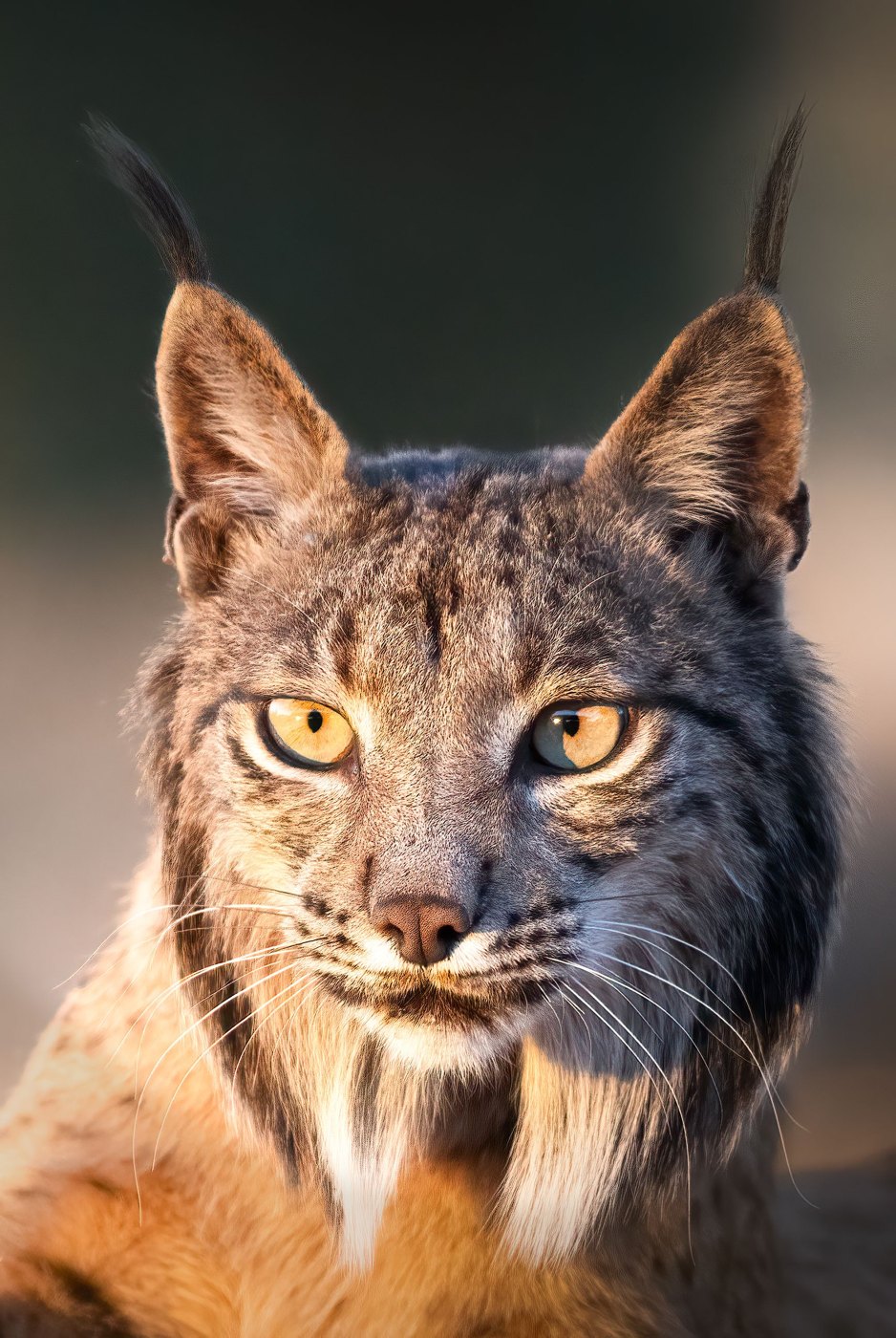 Iberian lynx · Lynx pardinus