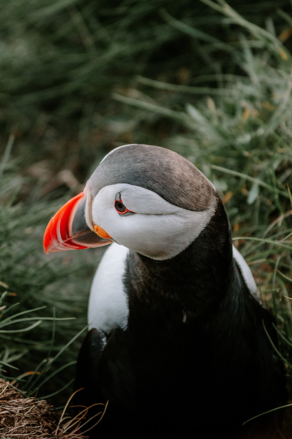 Fratercula arctica